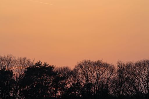 A scenic view of silhouettes of treetops against an orange sky at sunset