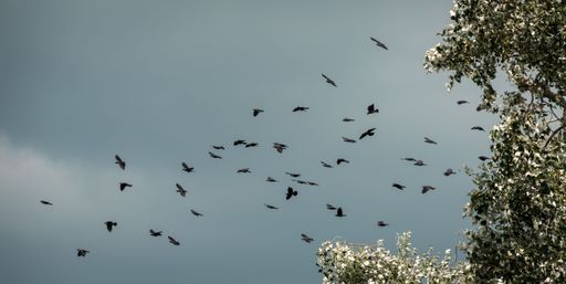 A low-angle shot of a flock of birds flying to migrate