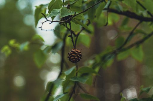 A pine cone on the tree with blurred background