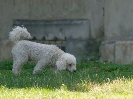 A white Poodle Dog walking in the park