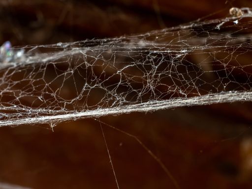 A macro of a spider's web in an abandoned building