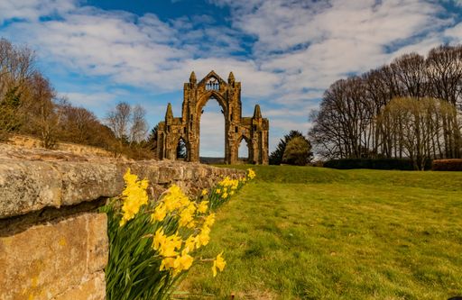 The wild daffodils captured with the ruins of Gisborough Priory next to naked trees in the background