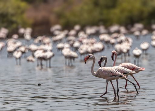 cute flamingos in a selective focus with flamboyance in the background