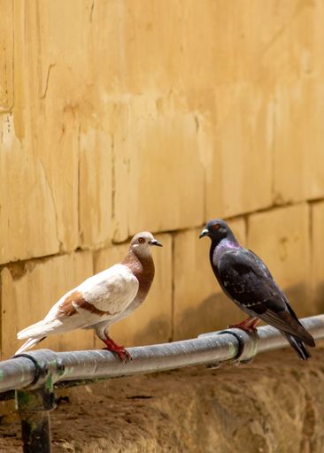 The two adorable Homing pigeons perched on metal railing