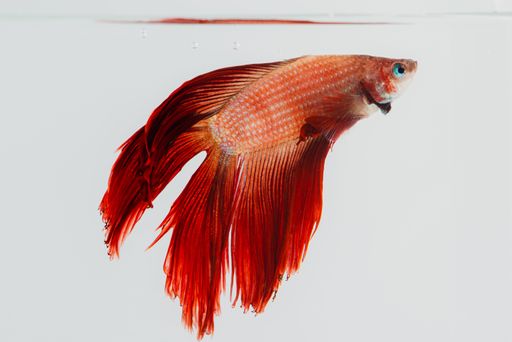 A closeup of a red longtail betta fish isolated while swimming in a tank against a white background.