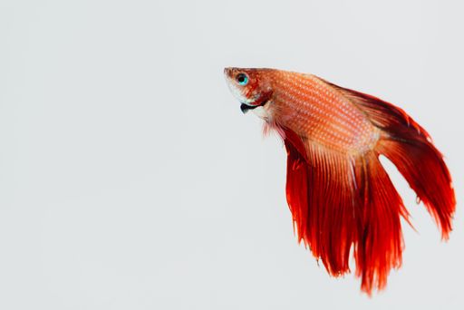 Horizontal format full body of a red betta fish with blue eyes.