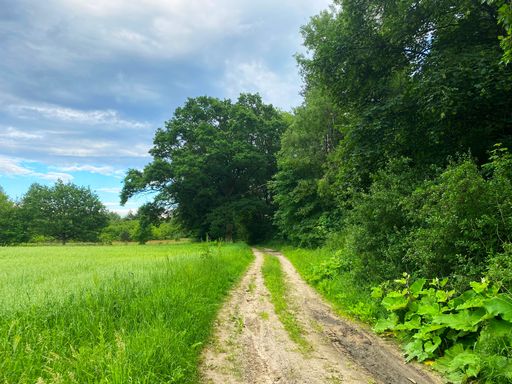 A natural landscape view of a trail through the meadow in Poland