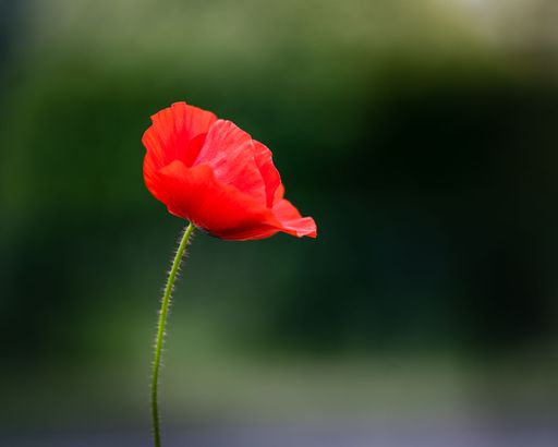 A selective focus on red tulip