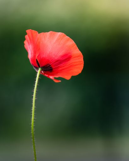 A selective focus on red tulip