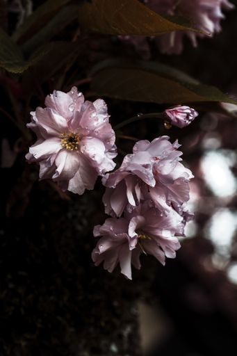 A vertical shot of water drops on pink peonies in Aurora, Washington