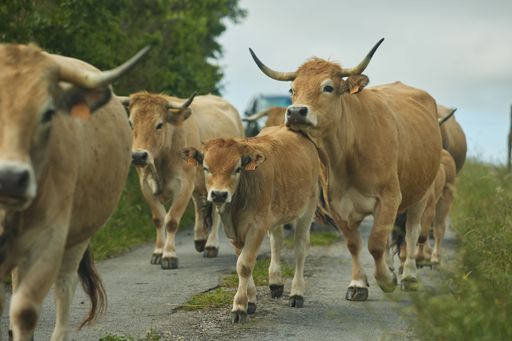 A closeup of a cow herd walking on a road near forest