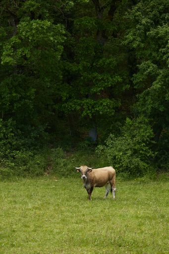 A vertical shot of a cow on a pasture near forest captured on a sunny day