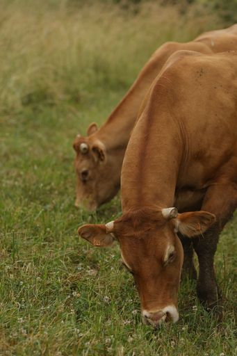 A vertical shot of a cow herd grazing in a green meadow