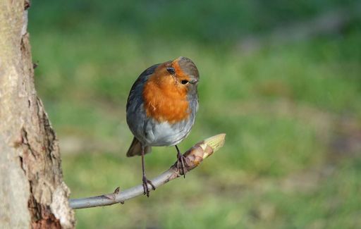 A shallow focus of European robin perched on a tree twig