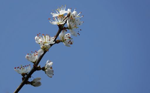 A closeup of a branch with white cherry blossoms against a blue sky on a sunny day