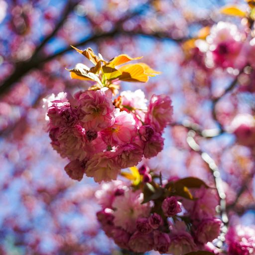 A closeup selective focus shot of pink cherry blossom flowers during springtime - great for natural backgrounds