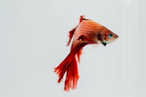 A front closeup of a red longtail betta fish alone on a white background