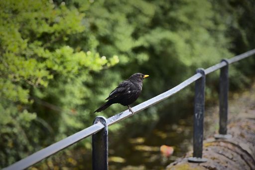 A closeup of the common blackbird, Turdus merula perched on the handrail.
