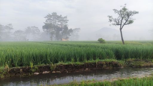The view of the rice field near the river on a foggy day.