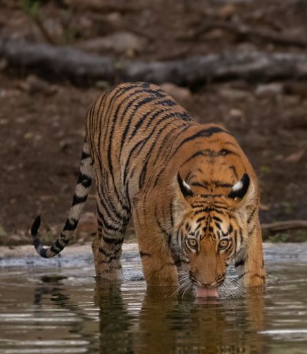A vertical shot of a beautiful tiger drinking water