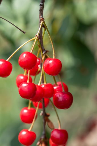 A Closeup shot of delicious vibrant organic cherries hanging from the tree