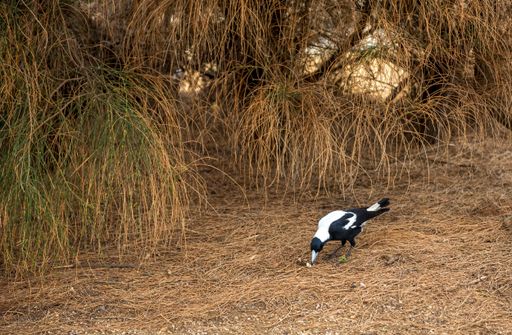 A black and white raven in a field captured during the daytime