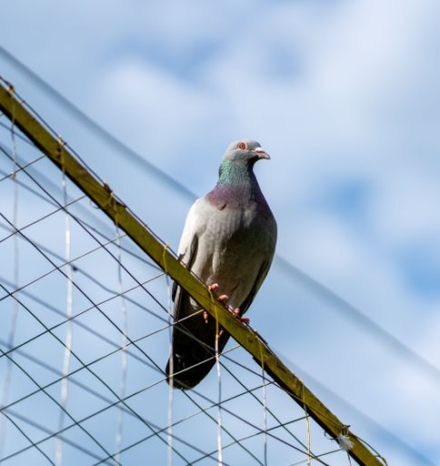 A closeup shot of a Feral pigeon perched on the metallic fence with blue sky above