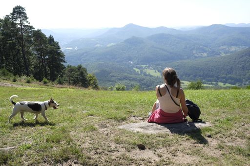 A woman sitting on the field with a dog walking towards her