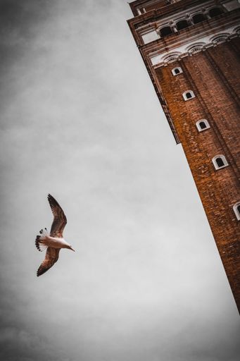 A low-angle shot of a bird flying near the St Mark's Campanile