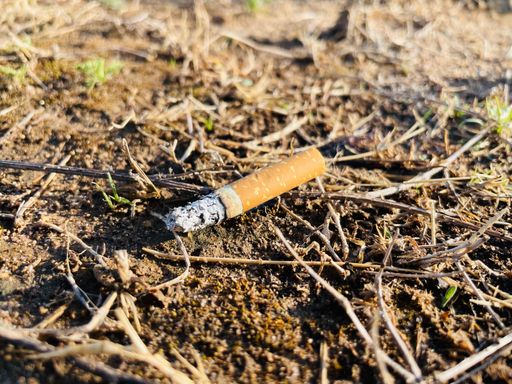 A closeup of a burnt cigarette butt laying on a forest ground