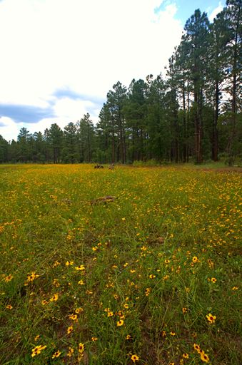 A vertical shot of small yellow flowers in a field with tall trees in the background