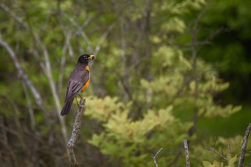 A ROBIN PERCHED ON THE TOP OF A DEAD SNAG WITH A WORM IN ITS MOUTH AT LARSEN LAKE IN BELLEVUE WASHINGTON