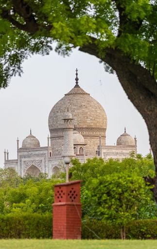 A vertical shot of Taj Mahal seen from behind a tree