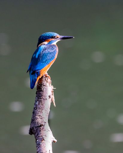 A vertical shot of a kingfisher on a tree branch near the water in sunlight