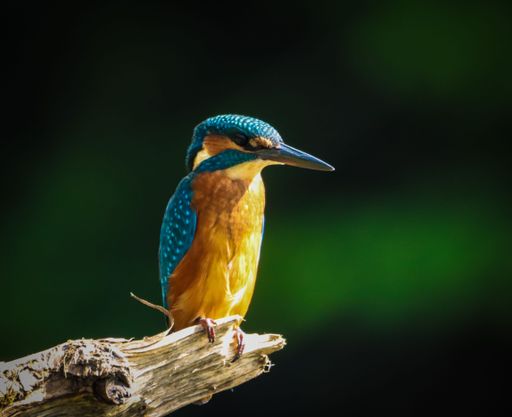 A closeup shot of a Kingfisher perched on a branch
