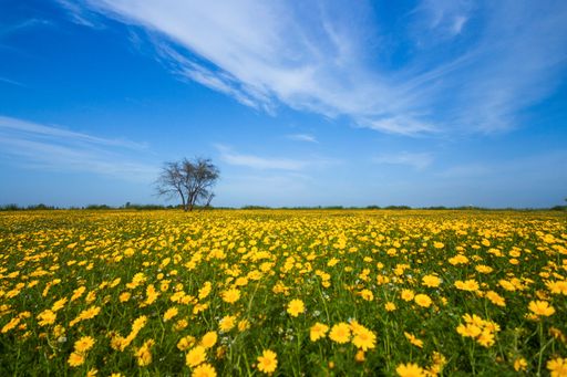 A beautiful shot of Dandelion flower field in Beit Hanoun, Gaza Strip, Middle East
