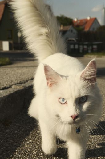 A vertical shot of a white cat with light blue eyes walking towards the camera