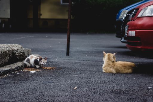 A ginger cat lying under a car and a scared kitten looking around