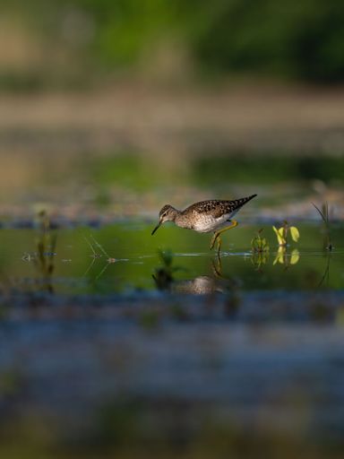The close-up view of the Wood sandpiper perching on the water before the blurred background