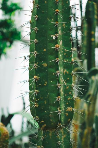 A vertical shot of a green cactus