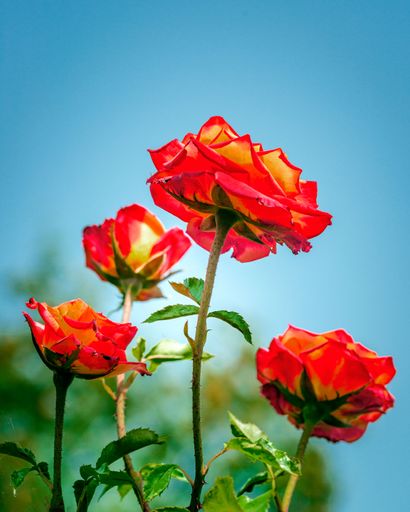 A vertical shot of pink and yellow garden roses against blur blue sky background