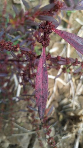 Ammannia is a genus of around 100 species of plants often referred to as redstems from wet areas in America, Africa, Asia, Australia and Europe.