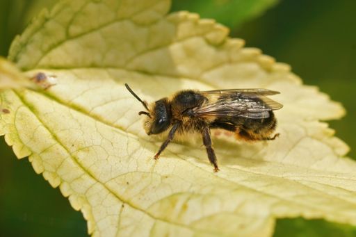 Closeup on a hairy female of the oligolectic Golden tailed Melitta haemorrhoidalis, a plant specialist on Campanula flower sitting on a leaf
