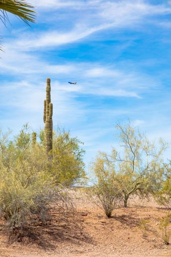 A high cactus in a field with bushes against the background of an airplane in the air