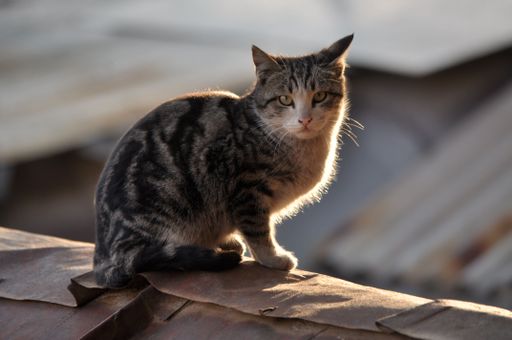 A closeup shot of European shorthair cat sitting on a roof and staring at the camera