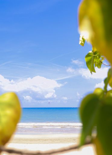 A vertical closeup shot of blurred tree leaves against a sandy beach on a sunny day