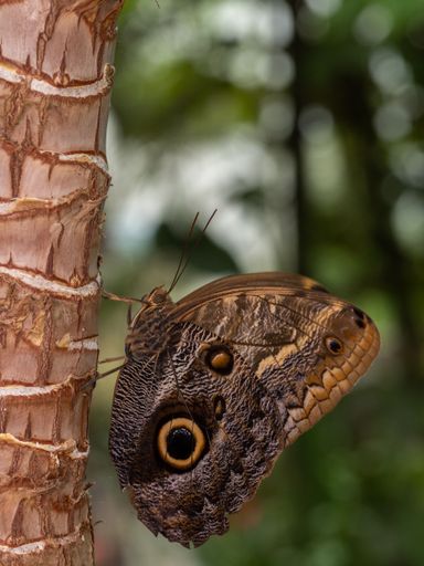 A shallow focus shot of an owl butterfly perched on tree trunk in garden on blurred background