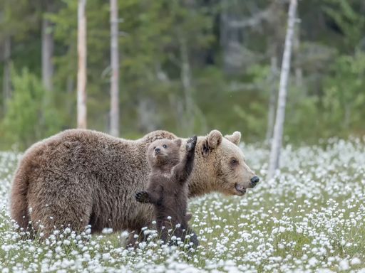 A Brown bear mother and her small cub in the middle of the cotton grass in a Finnish bog