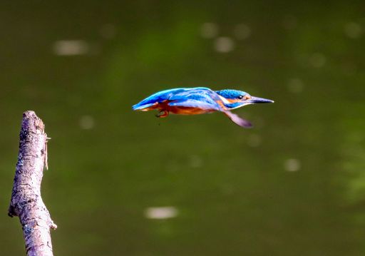 A selective focus shot of a kingfisher bird flying over a lake