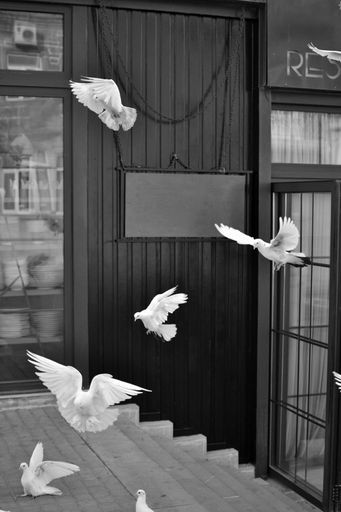 A vertical grayscale shot of white pigeons in flight